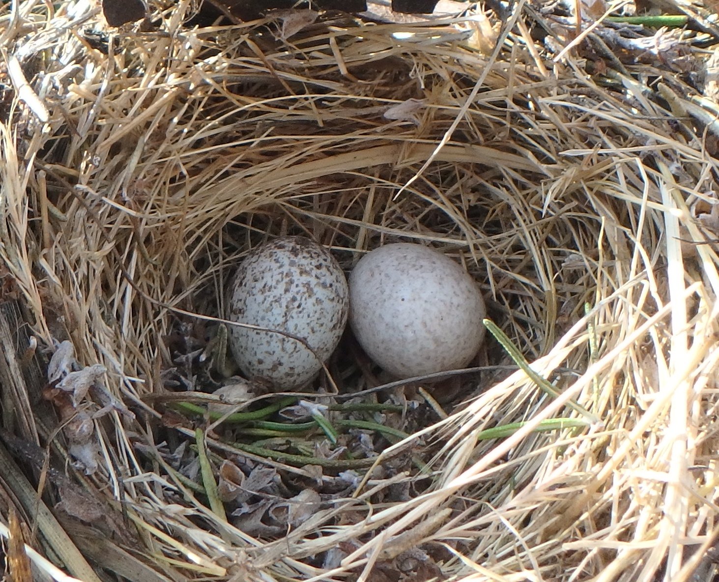 Unhatched eggs in this abandoned songbird nest suggest the parent birds felt threatened by predators, which can include crows, domestic cats, rats, and even humans.